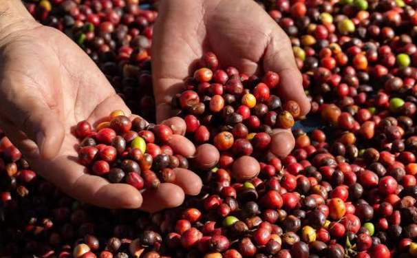 Kopi Kintamani dengan Aroma Segar dan Cita Rasa Khas Bali